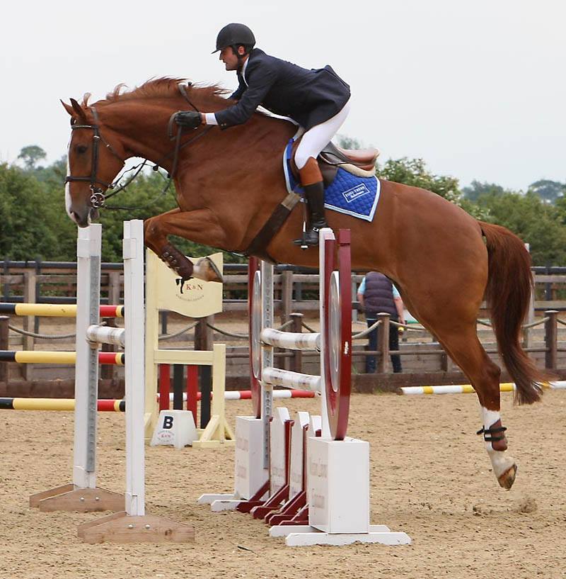 British Showjumping Horse Search